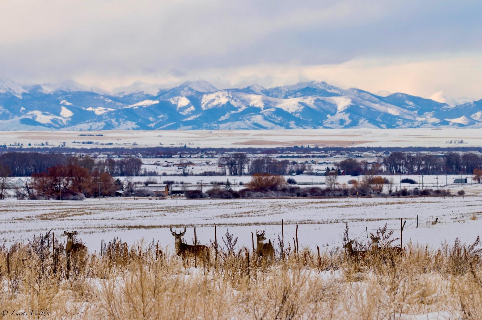Many people have the false impression that having white-tailed deer present means "wildlife populations" are healthy and abundant. But white-tails, pictured here in the Gallatin Valley, are notoriously "weedy" species—highly adaptable like skunks, raccoons and coyotes that can live in almost every altered landscape. Sprawl, in fact, favors whitetails but it wreaks havoc on vital habitat (especially when there are roaming dogs, fences, roads and traffic) for species that have more specific needs, like grizzlies and elk, mule deer, pronghorn, moose and sensitive songbirds.  Photo by Lucas Willis/Shutterstock ID: 1291252909