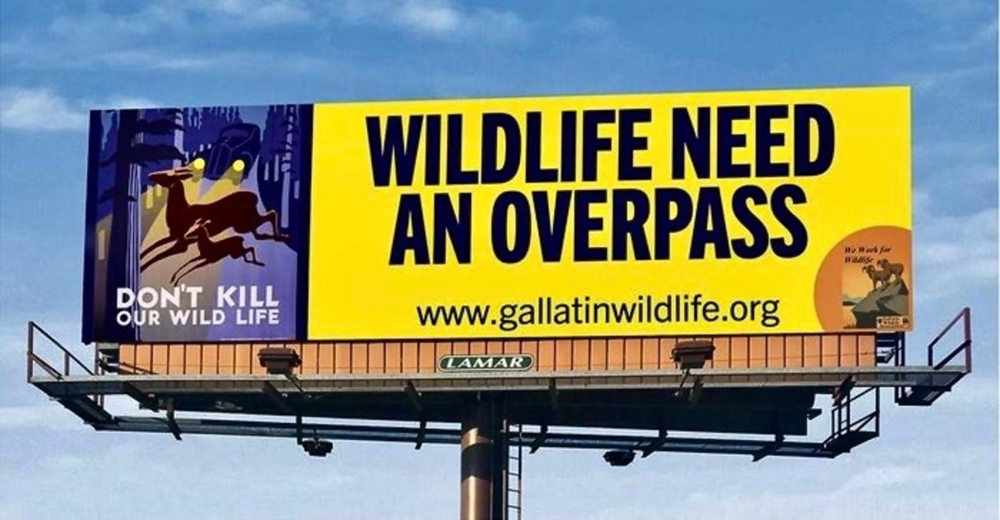 The Bozeman-based Gallatin Wildlife Association has tried to make the case for wildlife crossings along Bozeman Pass and US Highway 191 by renting billboard space. Recently, the Center for Large Landscape Conservation indicated that in a new study an area north of the Gallatin Canyon might be suitable for a wildlife crossing. But the utility of that crossing could become moot if essential private lands under threat of development are not safeguarded. 
