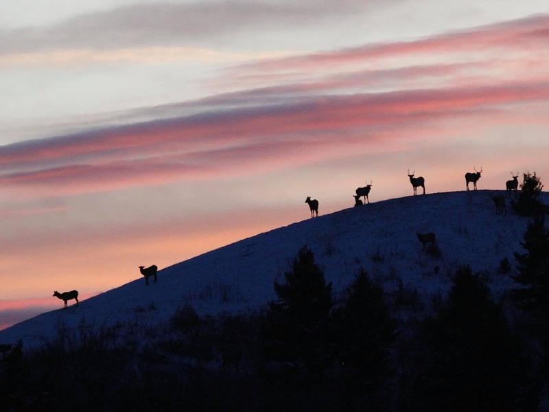 Elk find solitude on an undeveloped hillside in the Gallatin Valley outside Bozeman