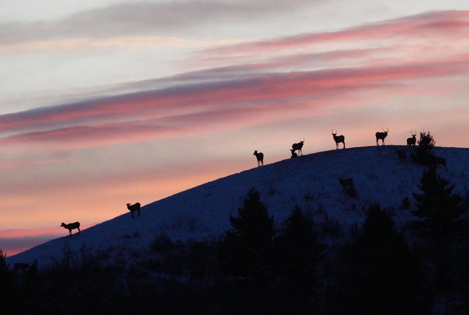 Elk find a few moments of peace in the Gallatin Valley outside of Bozeman where crucial habitat and topsoil 15 feet deep is being lost to development. Photo courtesy Holly Pippel