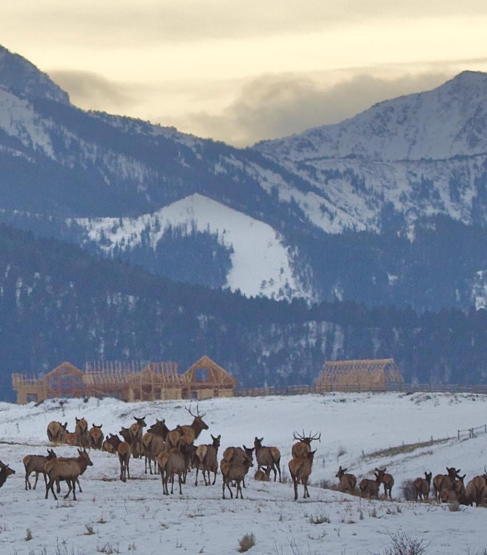 One glimpse of the kind of development rimming the Gallatin Valley on former farm and ranch lands located near the edge of the mountains where wildlife have gathered for centuries if not much longer. Photo courtesy Holly Pippel