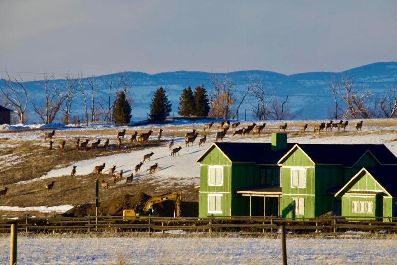 No direction home? Elk southwest of Bozeman, left tired by having to navigate between subdivisions, take a breather on habitat where new structures are going in. Wildlife advocates say the Gallatin County Commission and planning staff have not done a good job representing the needs of wildlife coping with increasingly fragmented landscapes. They have little confidence the city of Bozeman's "Gallatin Sensitive Lands Study" will yield results if there is not a will from city and county officials to give it teeth.  Photo courtesy Holly Pippel.