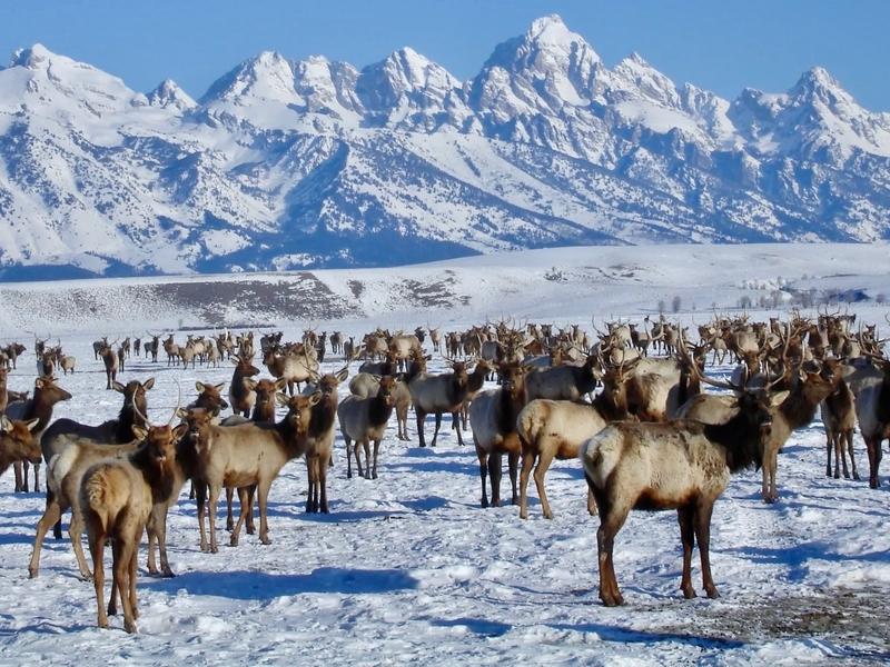 Thousands of elk bunched up over artificial feed at the National Elk Refuge