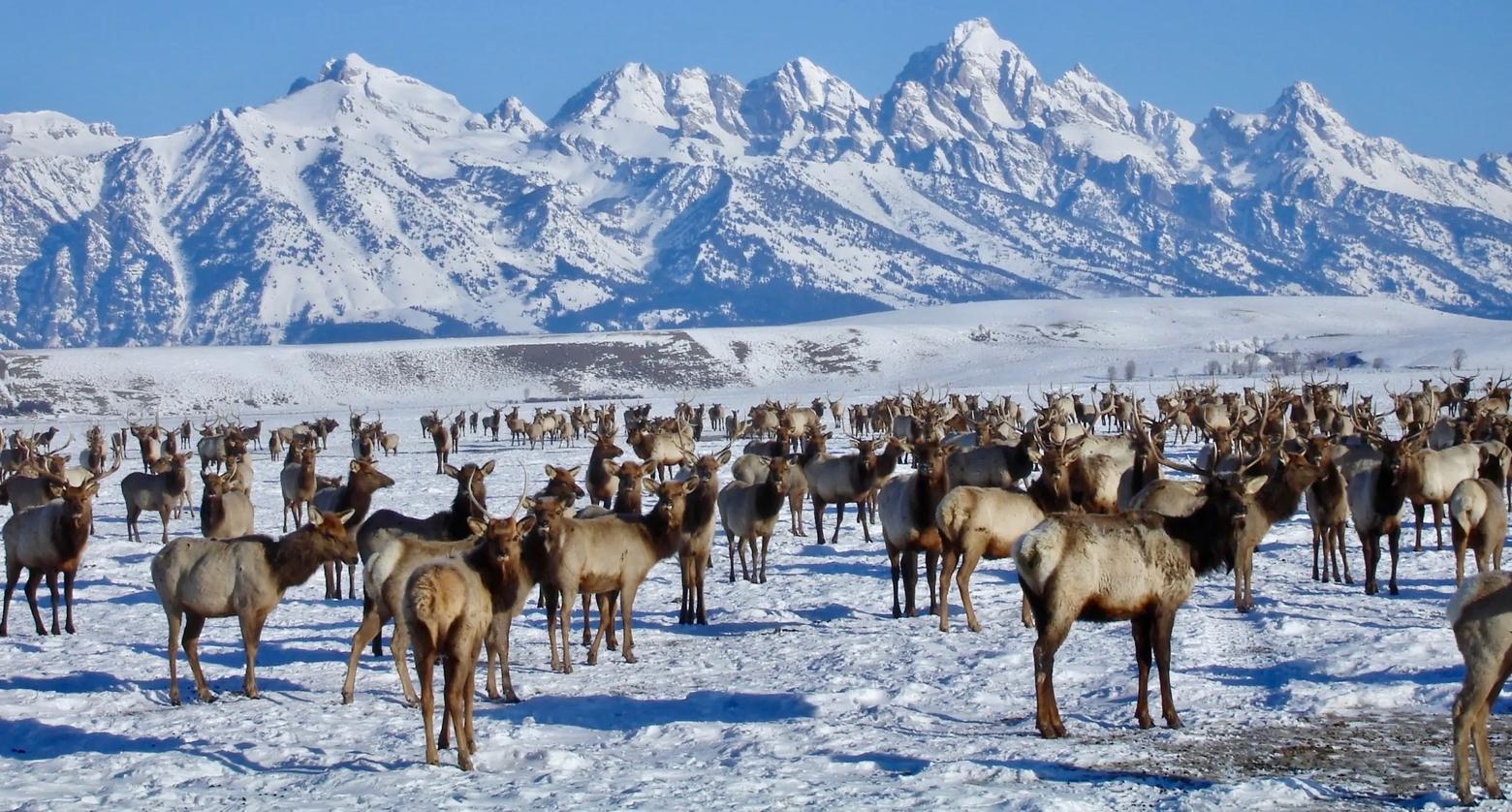 Every year thousands of elk gather in tight quarters over artificial feed at the National Elk Refuge in Jackson Hole. The good news is that Chronic Wasting Disease has not yet been detected in animals on the refuge itself but CWD has turned up in elk and deer right along its edge. Disease experts say it's only a matter of time before CWD takes hold and then it's anybody's guess what the consequences will be.  Photo courtesy National Elk Refuge.