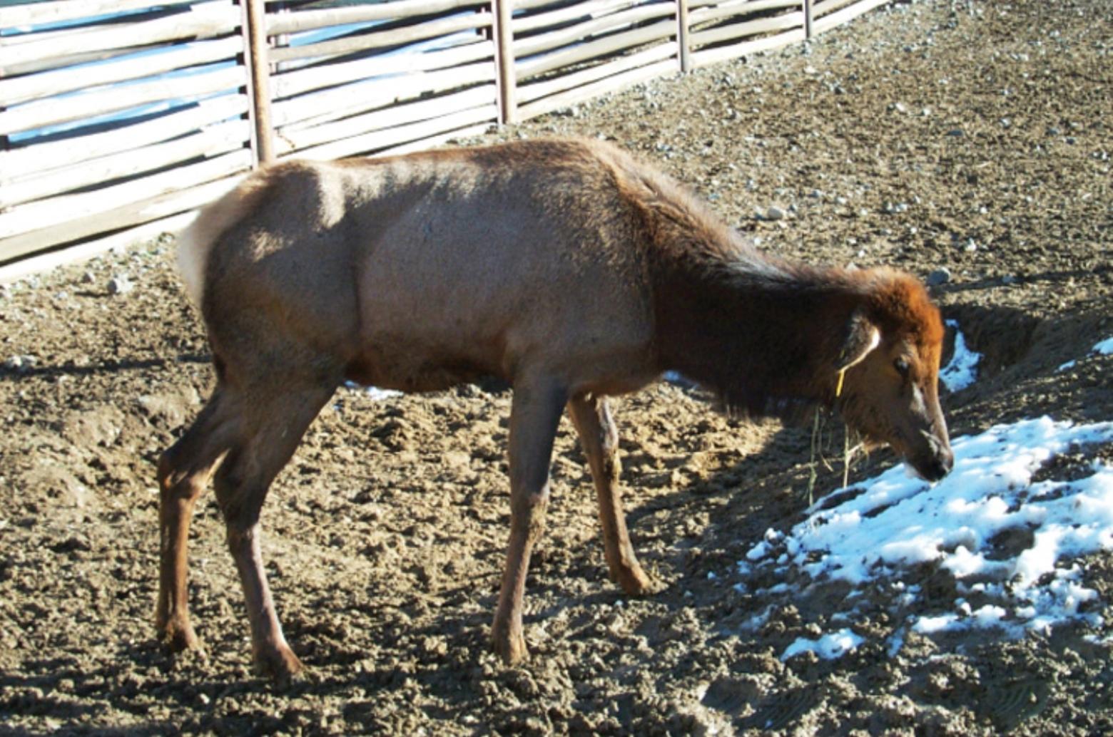 This is what a doomed Wyoming elk, sickened with Chronic Wasting Disease looks like. Symptoms include drooling, loss of physical coordination and mental disorientation, similar to human dementia patients in late stages of disease. The elk was part of a research project that confirmed there is no cure for CWD and that animals can catch the disease simply by coming in contact with a prion-contaminated environment. Photo courtesy Wyoming Game and Fish