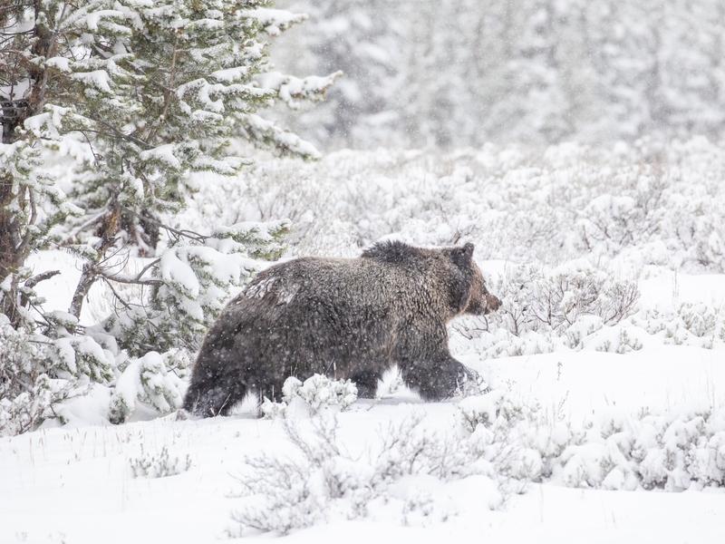 A male grizzly wandering the still-wintry interior of Yellowstone