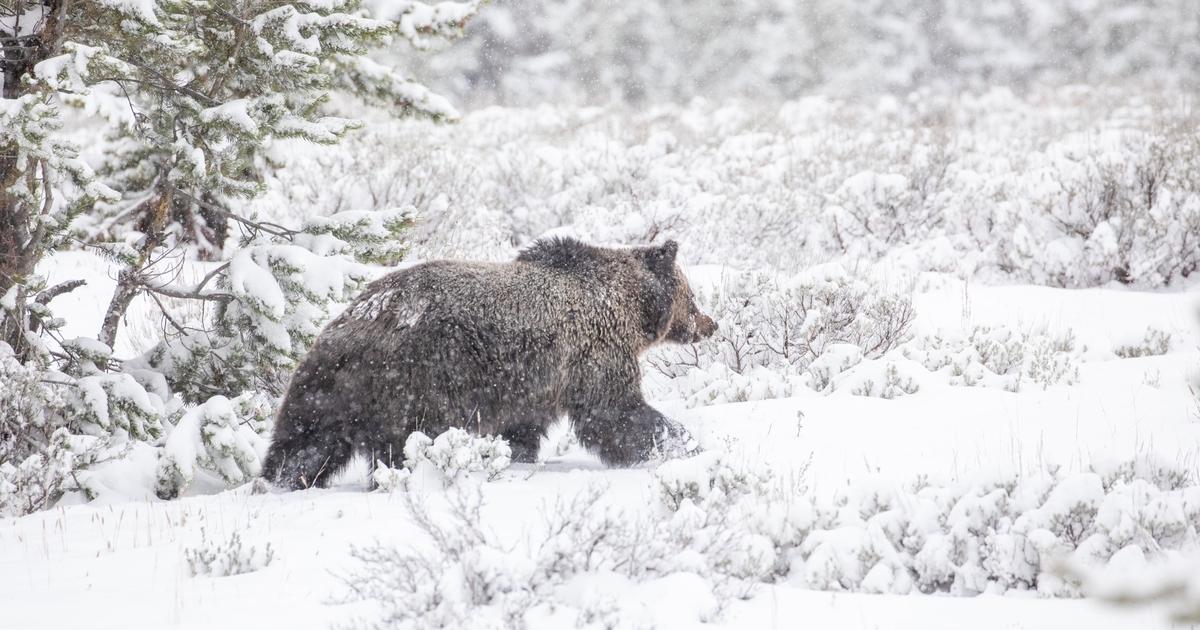 She still lives!' Famed Yellowstone bear emerges from winter