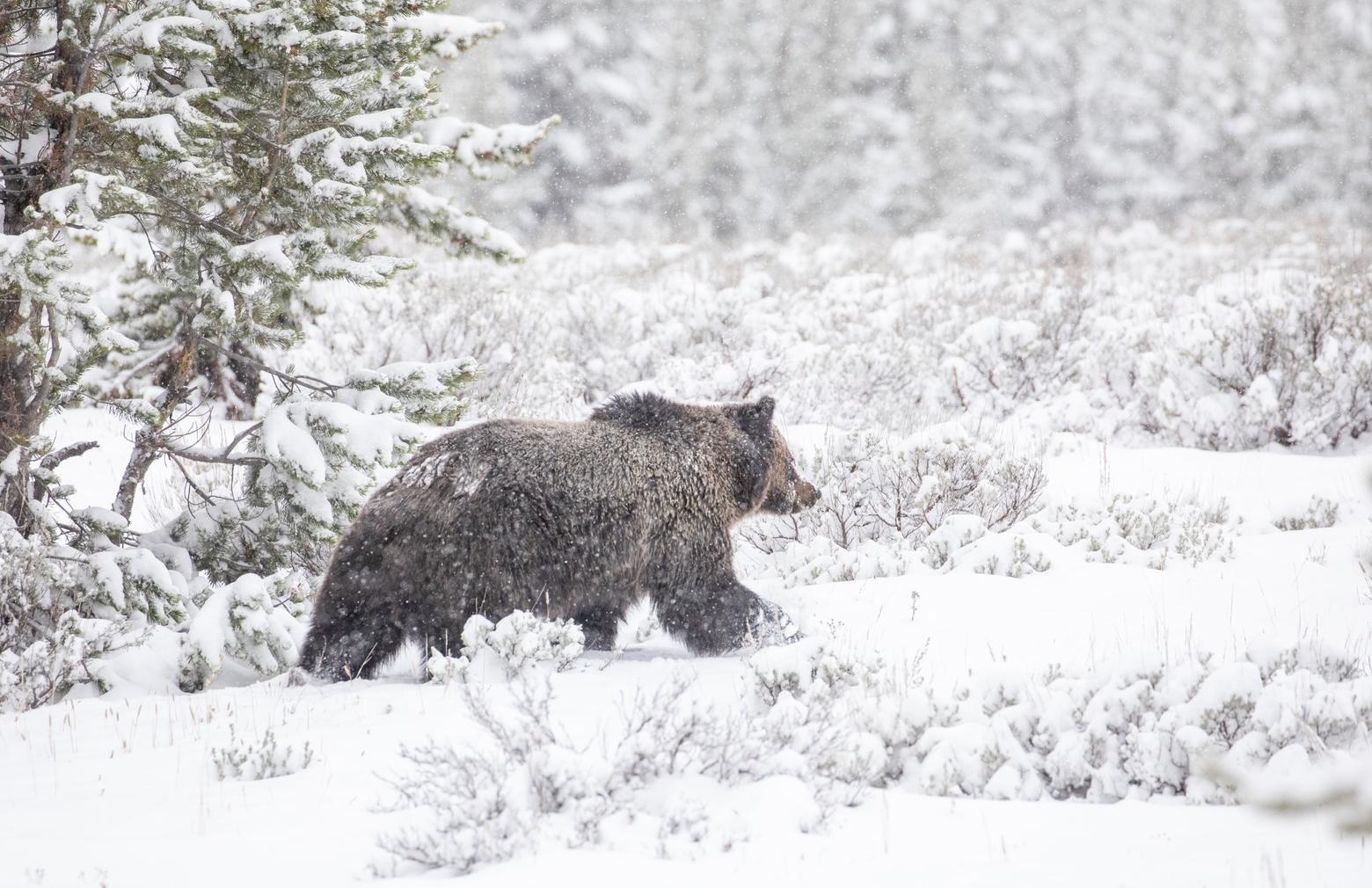 Grizzlies are emerging from their dens in Greater Yellowstone. Beware as you enjoy that last stretch of winter. Now is a good time to get a fresh can of bear spray. Photo courtesy Yellowstone National Park