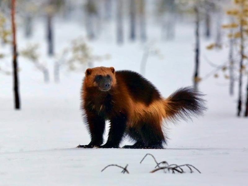 Plight of wolverines a test of human willingness to give them protected space