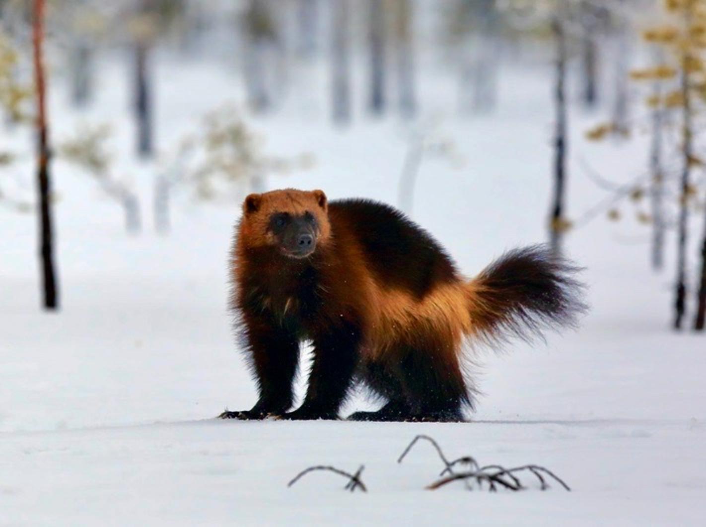 A wolverine in wintry habitat. Photo courtesy National Oceanic and Atmospheric Association