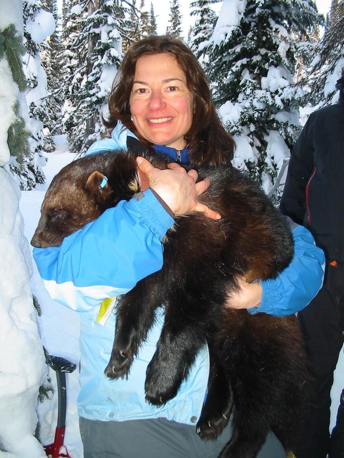 Dr. Kim Heinemeyer, a leading wolverine researcher. The animal is sedated and part of her research. No, it is not ordinarily a good idea to approach or endeavor to handle wolverines that are wide awake. Photo courtesy Round River Conservation Studies