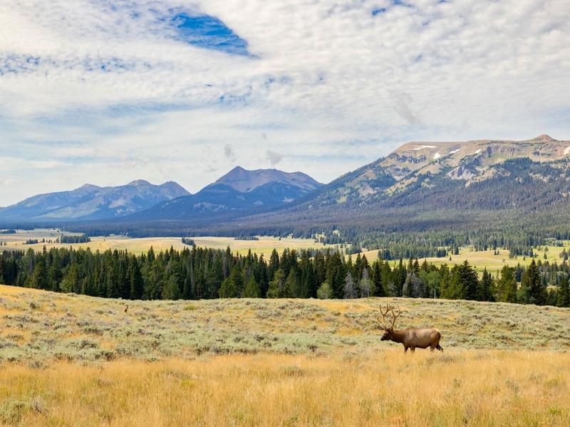 A bull elk near Yellowstone's Fawn Pass Trail