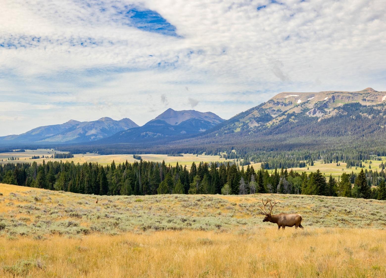 A bull elk roams a mosaic of evergreen forest and meadow near Yellowstone's Fawn Pass Trail. With places like Yellowstone National Park, we think of them as constants, changeless and permanent—what's there now is as it always will be. But humans in a variety of ways are doing things in mass that are bringing a transformation of nature. The native meadowy grasslands, which feed wildlife, are threatened by invasions of exotic plants and the forests face fire in the coming decades. How will this landscape appear in 2050? Will the flow of wildlife movement still be functional? Experts say it won't be unless we plan ahead by thinking across invisible human-made boundaries.  Photo courtesy Jacob W. Frank/NPS