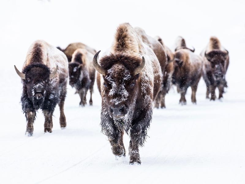 Based on intolerance, bison casualty count continues to rise among Yellowstone bison in Montana