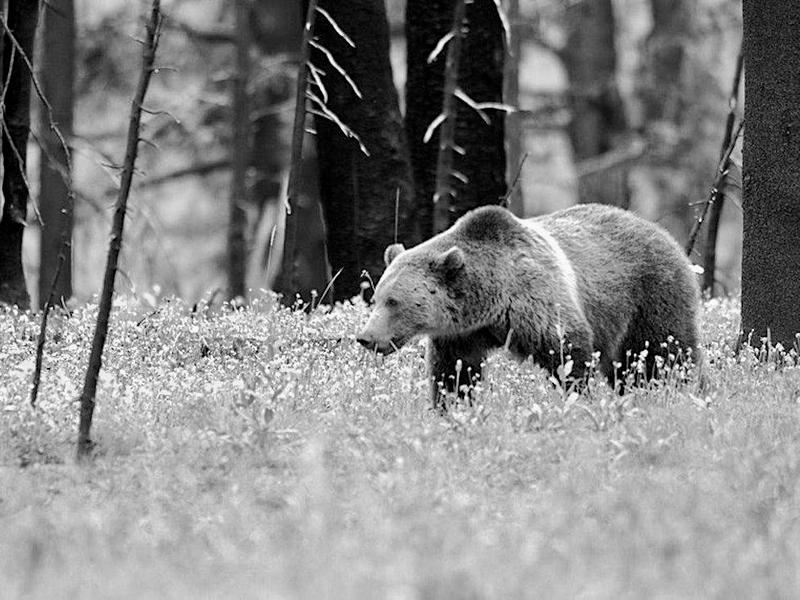 A grizzly on the hunt for food moves through a Northern Rockies forest
