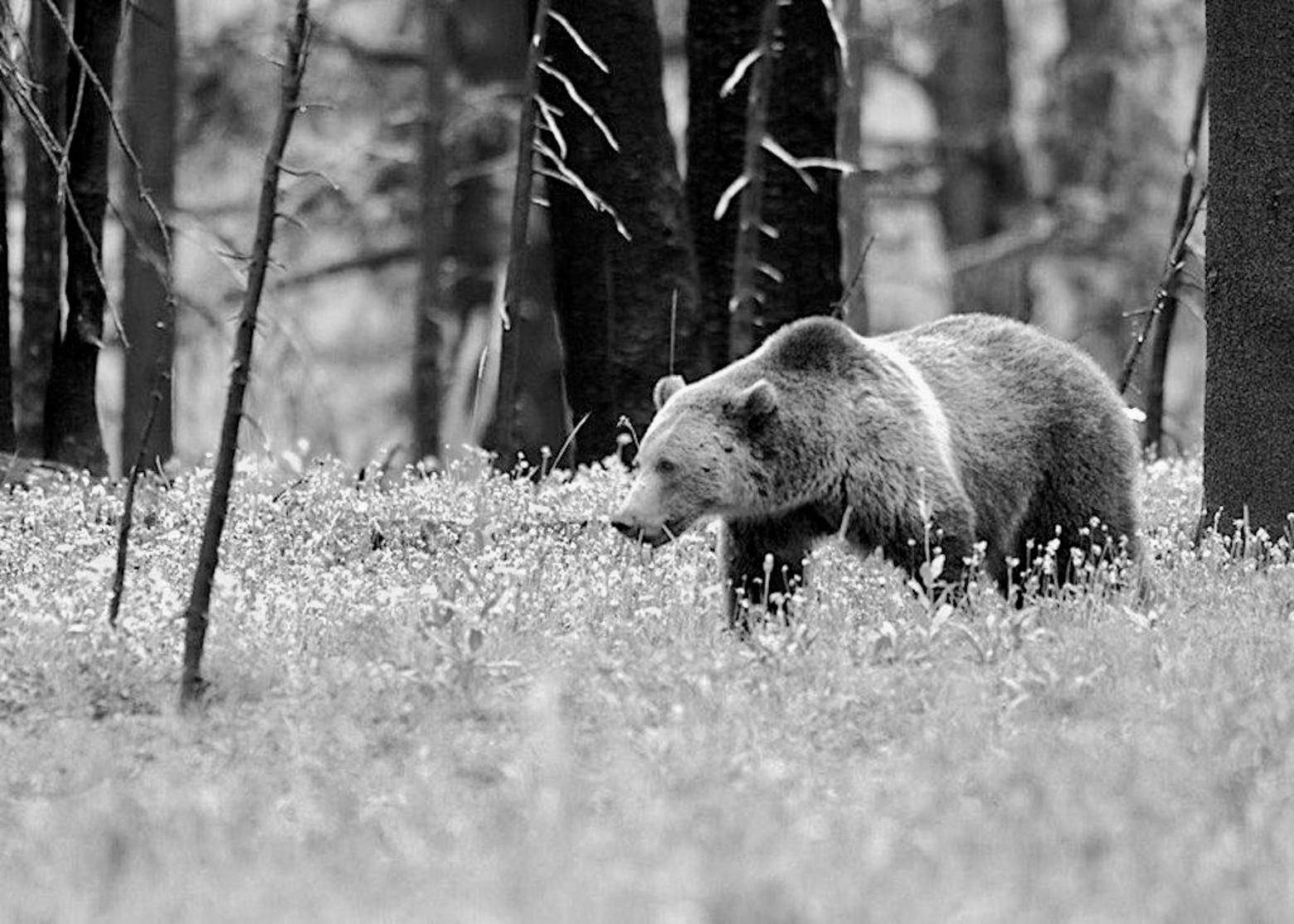 Much of a grizzly's life between coming out of the den and heading back in focuses on finding food. Here, a griz moves through a Northern Rockies forest in search of nutritional sustenance. Photo courtesy NPS
