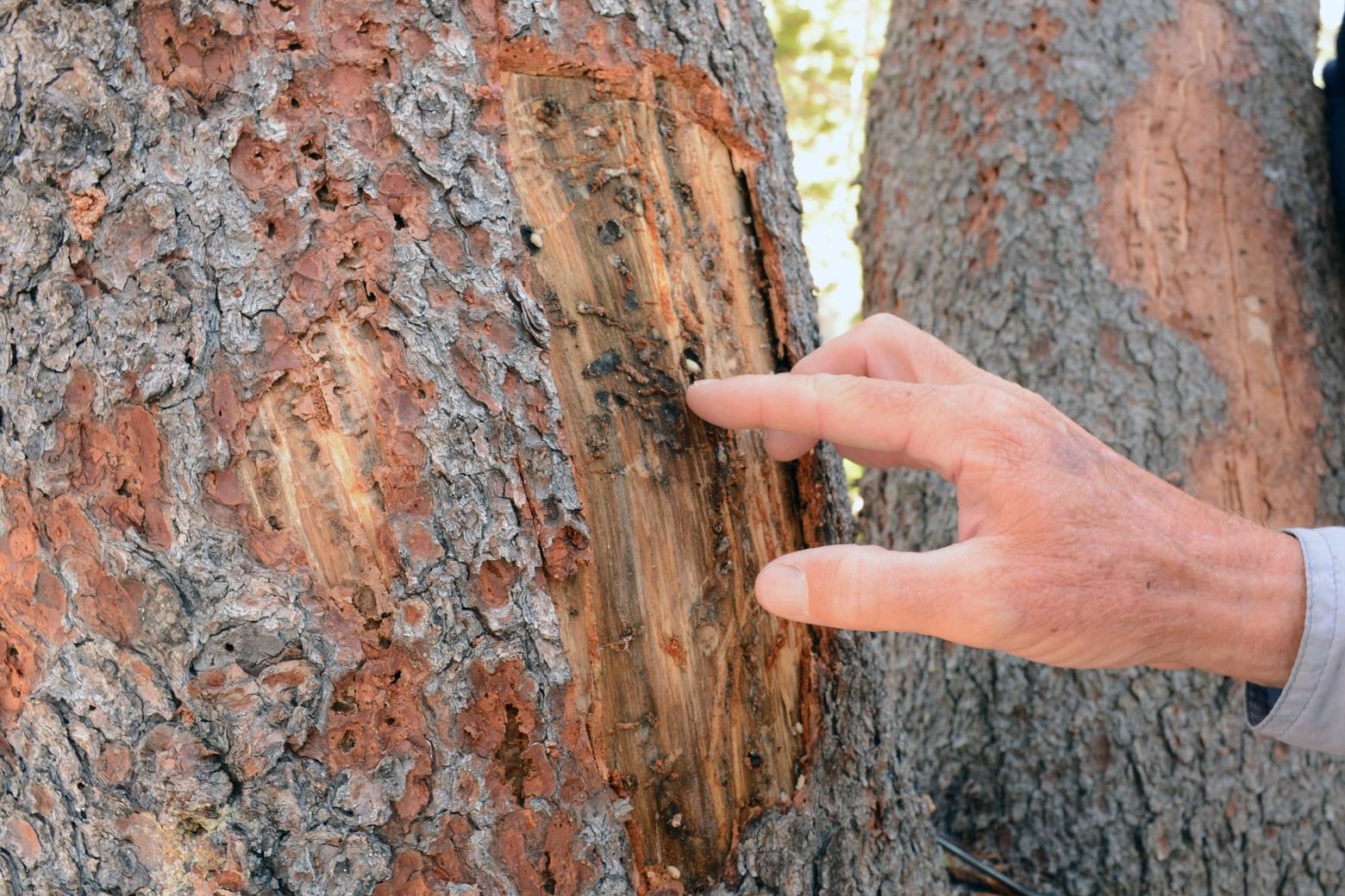 After peeling back the bark of a whitebark pine tree, former Forest Service Climate Change researcher Jesse Logan points to the mountain pine beetle larvae growing in the tree. Photo by Laura Lundquist