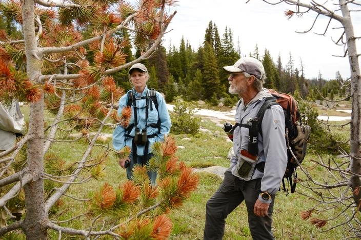 Former Forest Service Climate Change researcher Jesse Logan and colleague Polly Buotte observe a smaller whitebark pine hit by mountain pine beetles near Island Lake in the Absaroka-Beartooth Wilderness. Photo by Laura Lundquist
