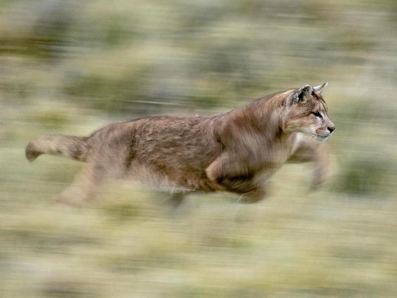 A big wildcat on the run: could you ID it in a line up?