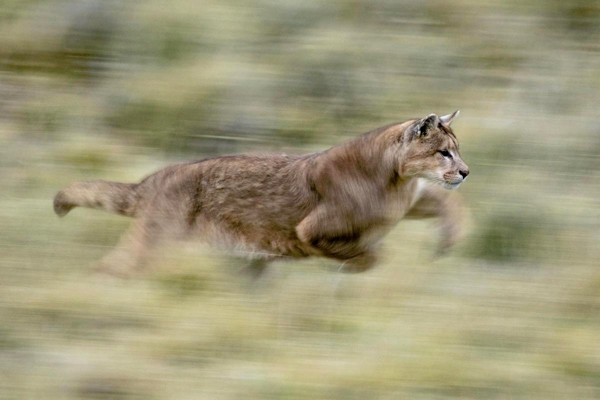 Whether it is identifying pumas in Patagonia, wolves in Yellowstone's Lamar Valley, or the differences in appearance of members of Grizzly 399's extended clan in Jackson Hole, citizen wildlife watchers have demonstrated a remarkable adeptness in telling animals apart. Here, a puma races through Chile. Photo courtesy/copyrighted by Nicholas Lagos/Panthera 