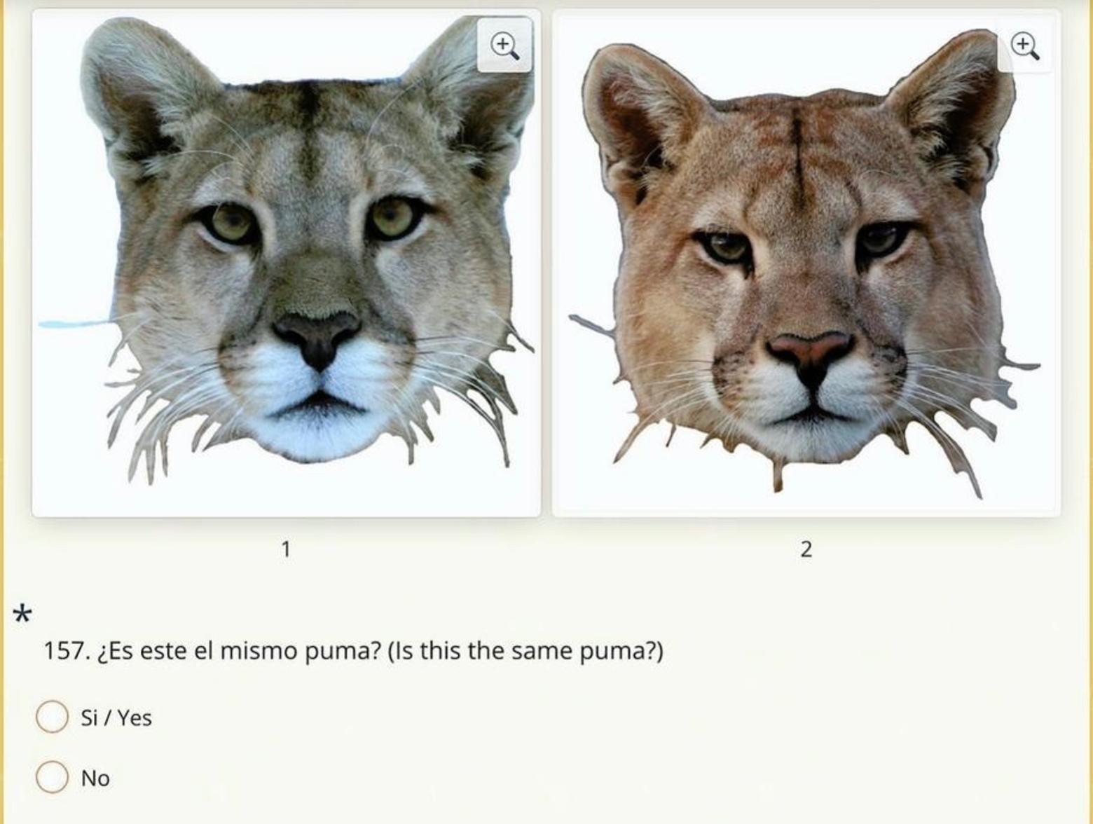 Arriba hay un ejemplo de una prueba dada a los participantes en un estudio de Panthera para determinar si podían decir si las dos imágenes, vistas una al lado de la otra, eran el mismo Puma.  Gráfico cortesía de Panthera