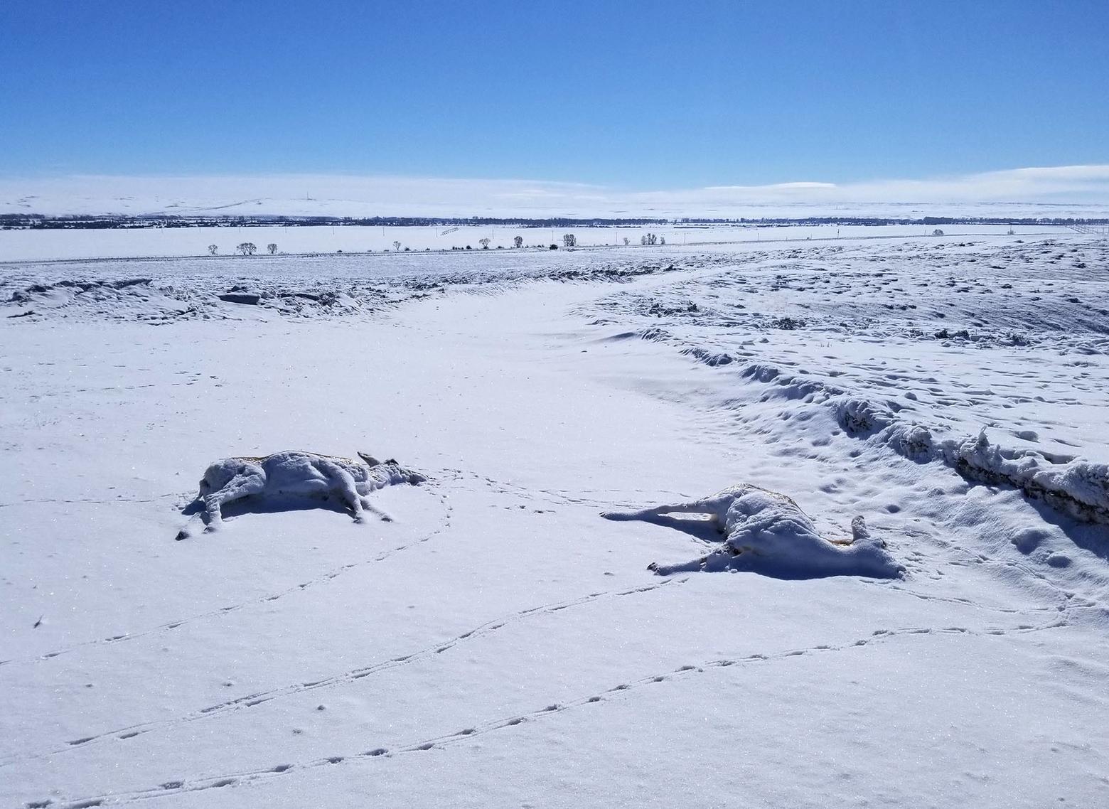 Photos above: Whether from harsh winter conditions or an outbreak of disease, pronghorn and mule deer in western Wyoming have already died in significant numbers and more is yet to come, officials say. Photos courtesy Wyoming Game and Fish