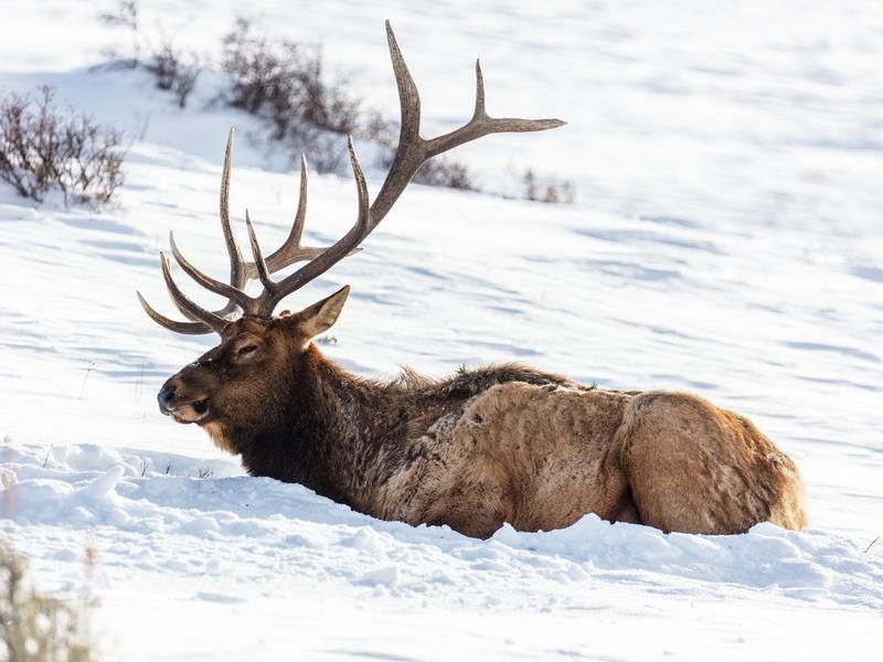 A bull elk in Yellowstone left haggard by the winter