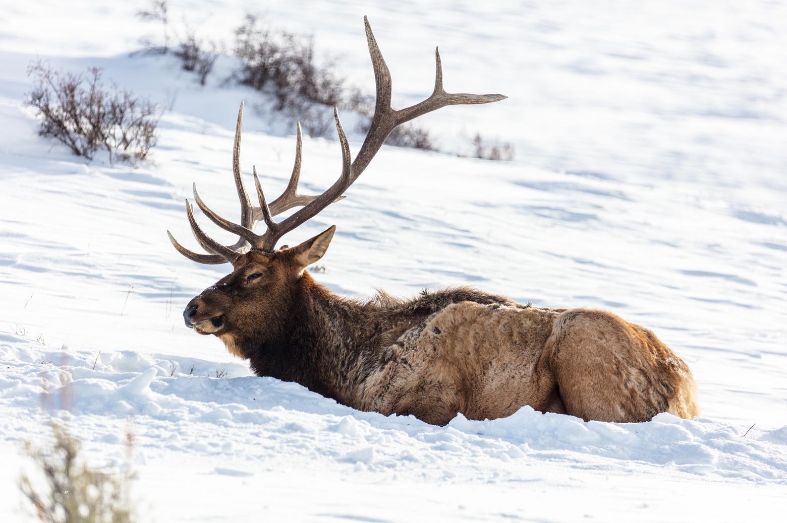 Animals that make it through winter are left extremely fatigued and malnourished in spring months like April and into early May. The number of winterkilled animals is already significant in the Northern Rockies and the toll is expected to markedly rise. Here a haggard-looking bull elk in Yellowstone takes a rest in deep snow. Photo courtesy Jacob W. Frank/NPS