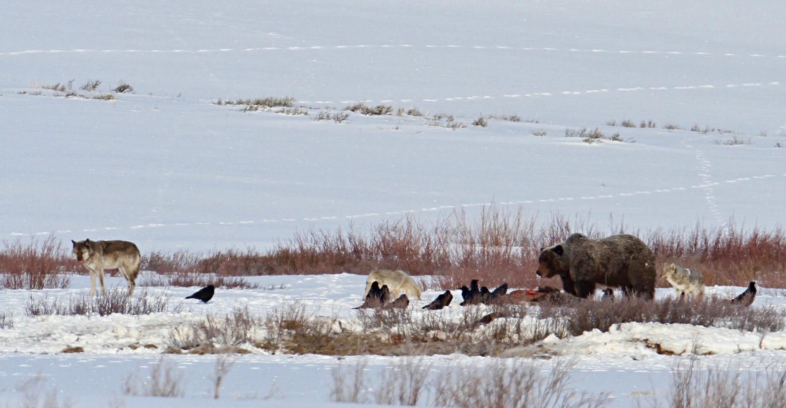 A grizzly is joined by a wolf (at left), coyotes (middle and at right) and ravens on a carcass in Yellowstone. While carcasses represent a smorgasbord for predators and scavengers, they are not always visible to people as they move through the landscape. It is important that people exercise caution because grizzlies might be on a carcass you don't readily see. Photo courtesy Jim Peco/NPS