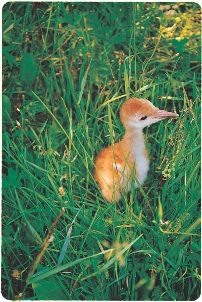 Did you know a baby sandhill crane is called a "colt"? Earle Layser took this photo of a young crane in Greater Yellowstone.