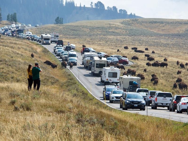 Bumper-to-bison-to-bumper traffic in Yellowstone. What's the solution?