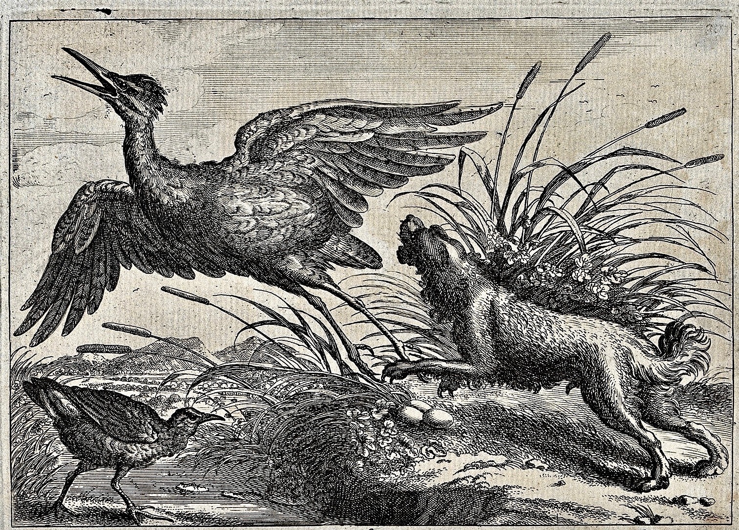 Dogs harassing wildlife has been a known problem for a long time. Here, an etching dated to 1690 showing a domestic dog chasing a heron off its nest at a wetland. Few dog owners who take their pets to lakes, ponds and rivers for swims ever reflect on why they don't see more nesting birds. Image available through Creative Commons license Wellcomecollection.org/works/bzfrmdaf CC-BY-4.0
