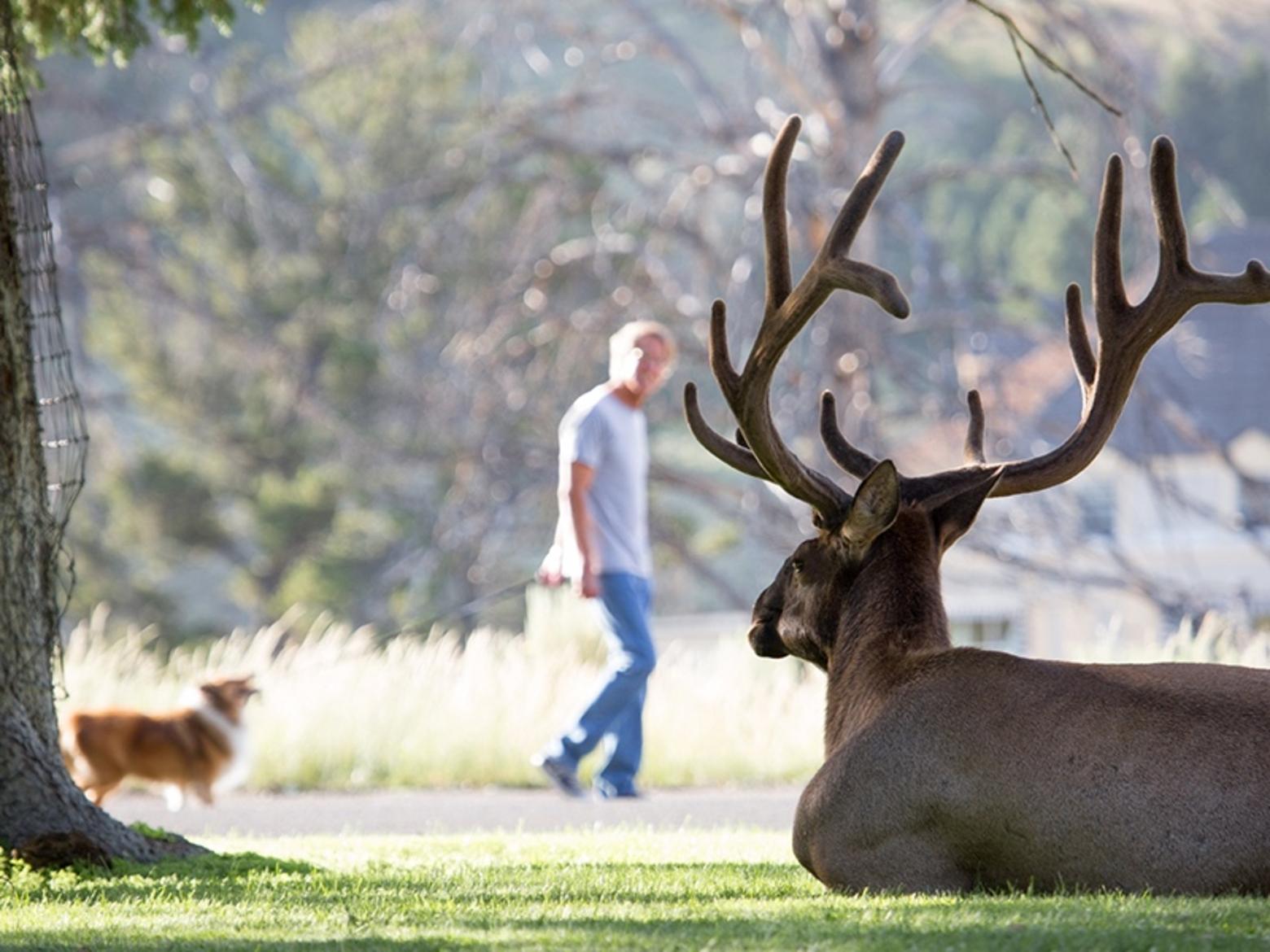 A bull elk at Mammoth, the administrative headquarters of Yellowstone National Park, lounges on the grass and closely watches a visitor giving his pooch a walk on leash. Photo courtesy Neal Herbert/NPS