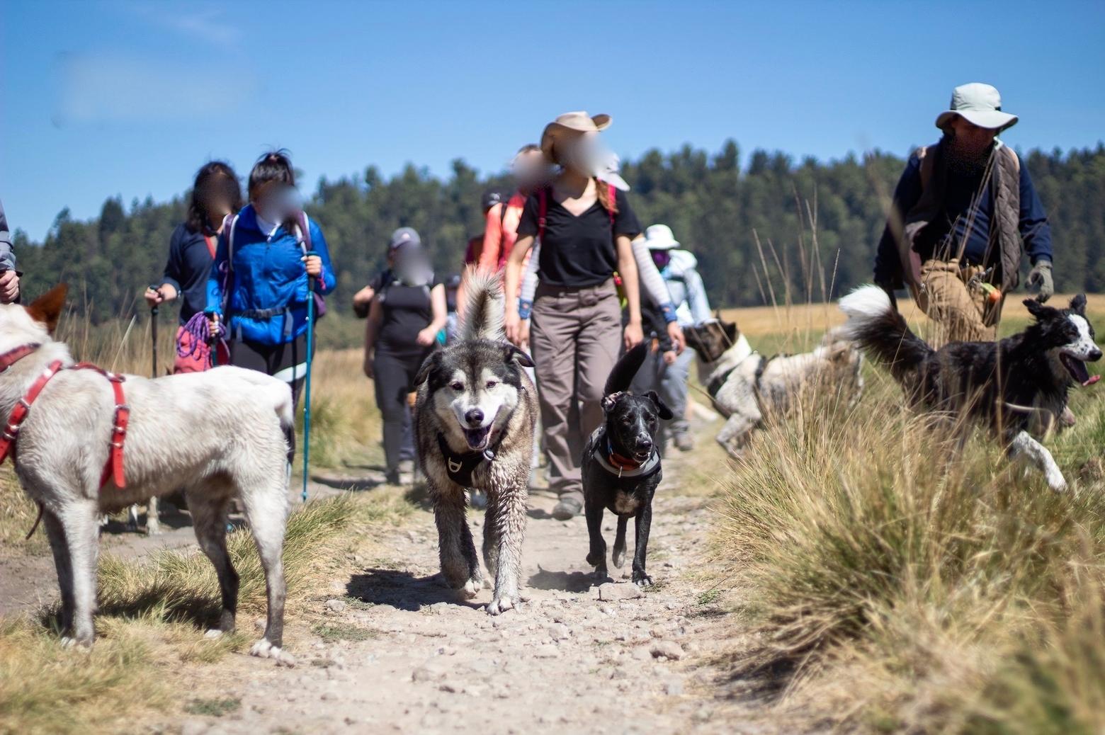Hikers and a herd of dogs off leash coming down a backcountry trail. Studies show that when people are accompanied by dogs the flight response from wildlife is markedly amplified and in some cases may cause resident wild animals to be permanently uprooted. Screenshot obtained on Facebook 