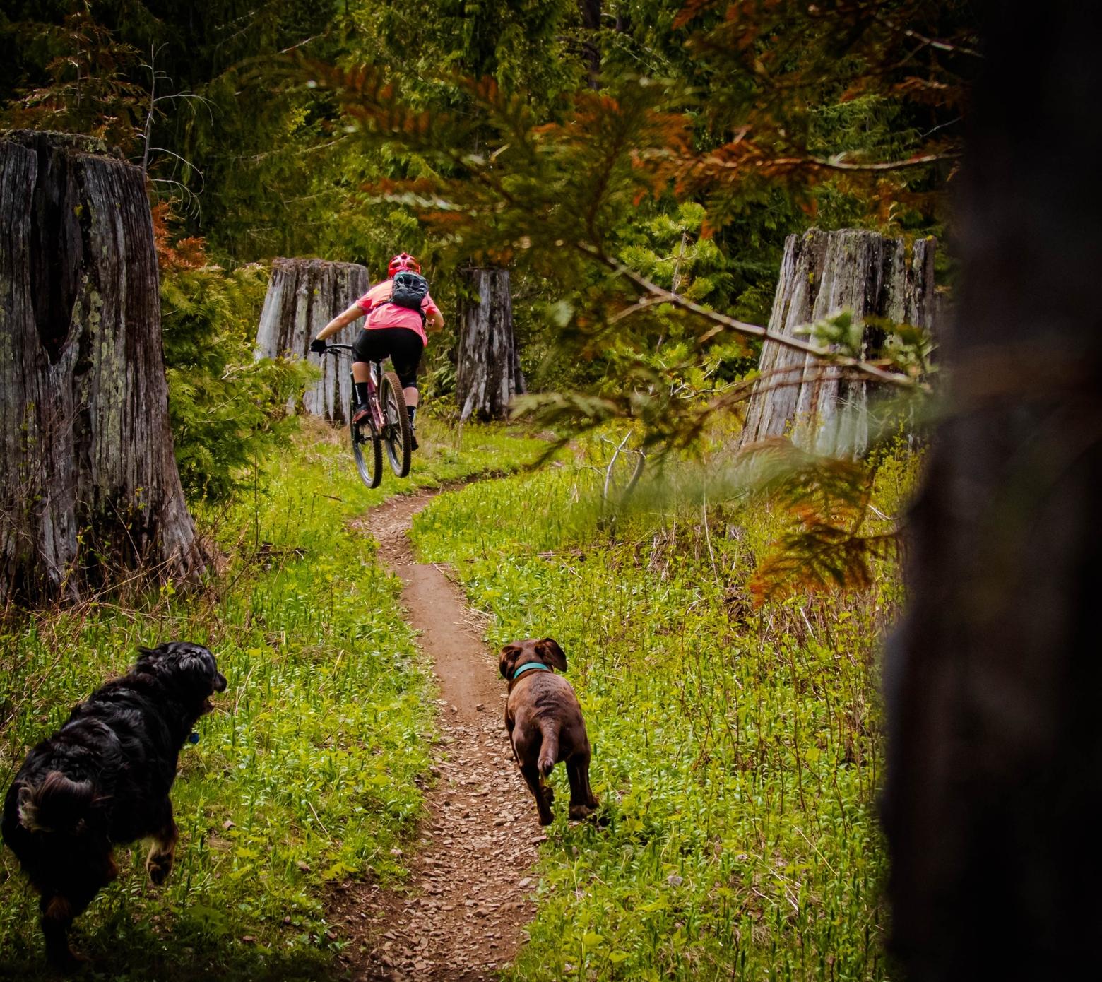A mountain biker rides with dogs in tow down a wildland trail near Fernie, British Columbia.  Photo courtesy Shutterstock ID: 1784864246 