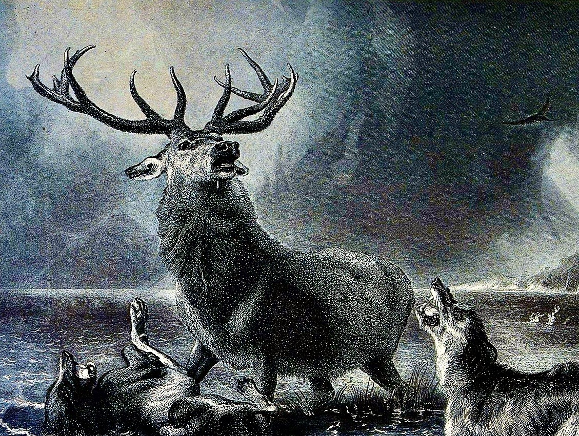 Famous wildlife artist Sir Edwin Landseer's portrayal of a wounded stag being attacked by two dogs in the water. Image use courtesy Creative Commons license wellcomecollection.org/works/hs965sca CC-BY-4.0
