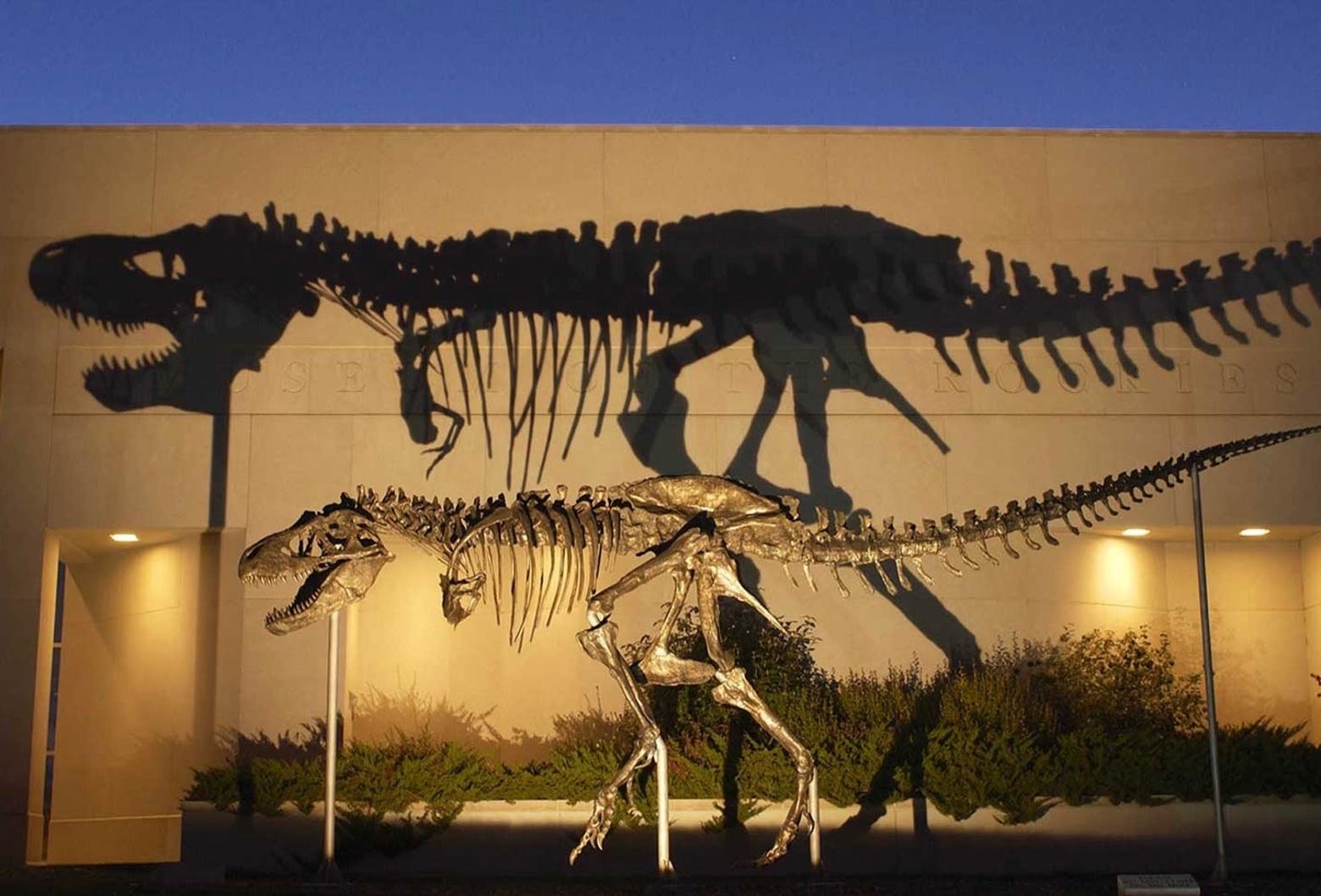 Museum of the Rockies in Bozeman, once led by Dr. Jack Horner, is a world-class laboratory for studying dinosaurs and its display of paleontological wonders, including T. Rex and Allosaurus skeletons, attracts large crowds. There are other dino museums on the highest Western plains in the US and Canada. Photo courtesy Museum of the Rockies