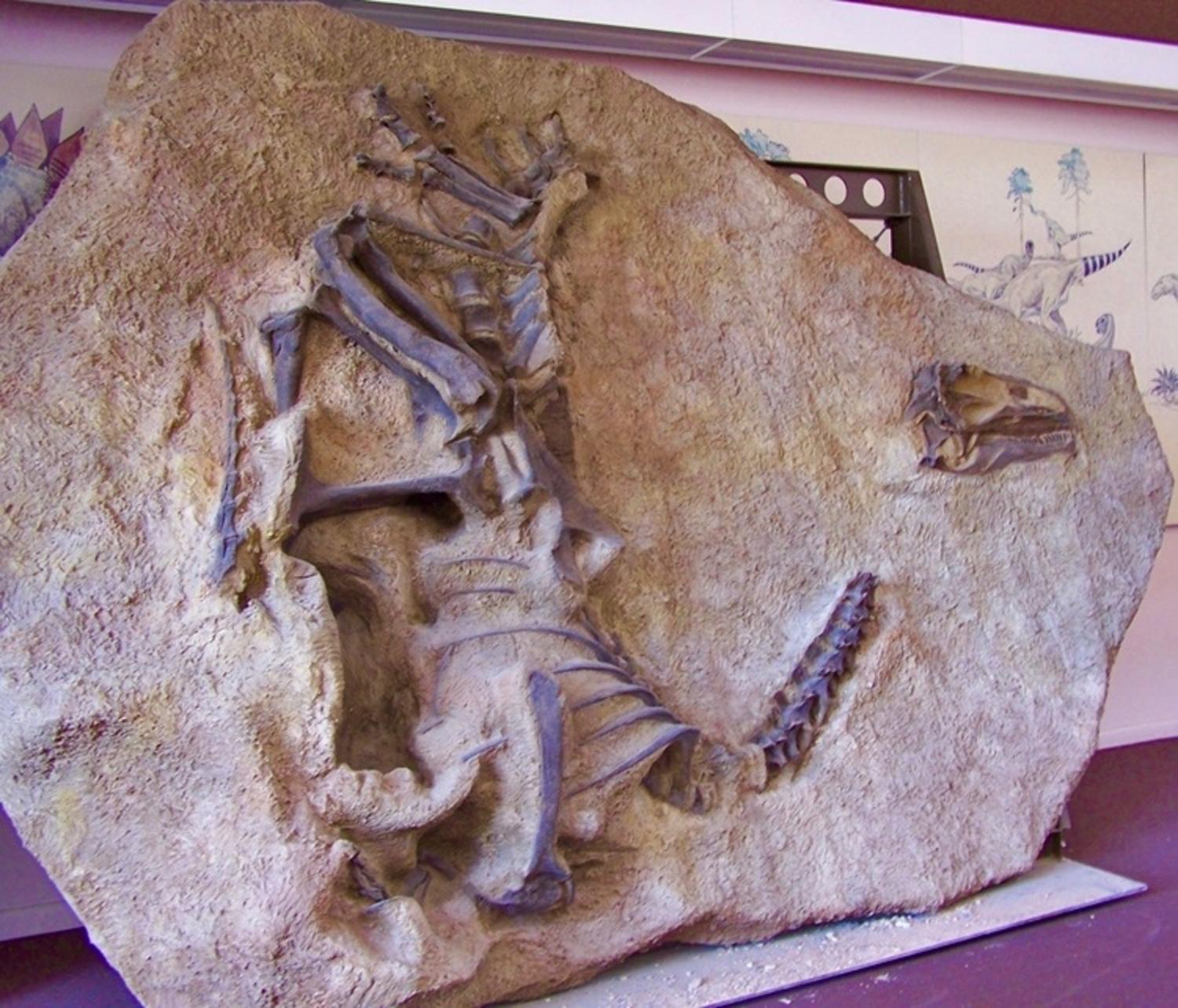 A skeleton of Allosaurus jimmadseni as it looked when uncovered in the West. Photo courtesy National Park Service
