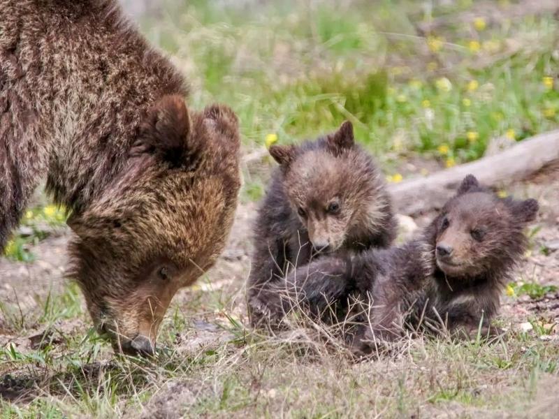 A Yellowstone-area mother grizzly and two cubs
