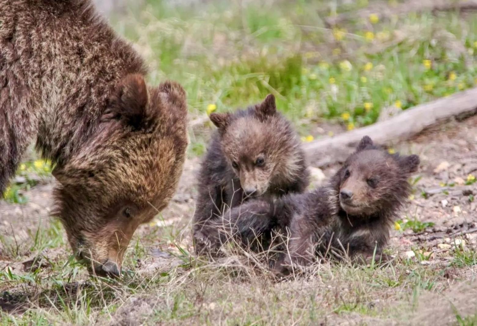 A mother grizzly and two cubs in Yellowstone. In the past whenever a female and offspring have been killed, there always had to be a solid reason. That justification was lacking, observers say, when Idaho Fish and Game moved to kill a mother and two cubs near Tetonia, Idaho. Photo courtesy E. Johnson/NPS