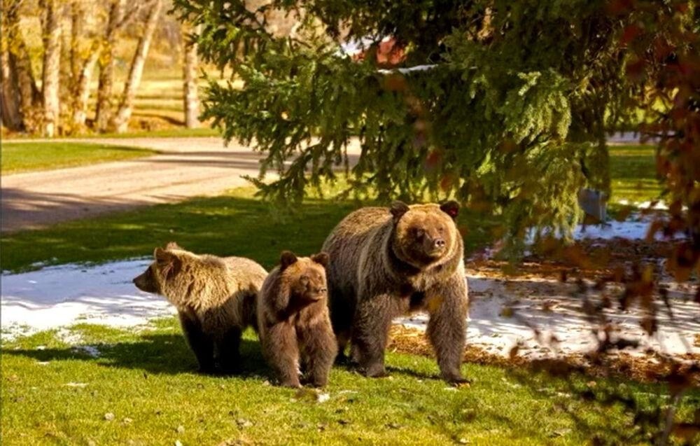 This photo of Grizzly 1089 and her two cubs near Tetonia, Idaho was taken only days before the trio was euthanized by Idaho Fish and Game based on a justification called dubious by agency officials and conservationists.