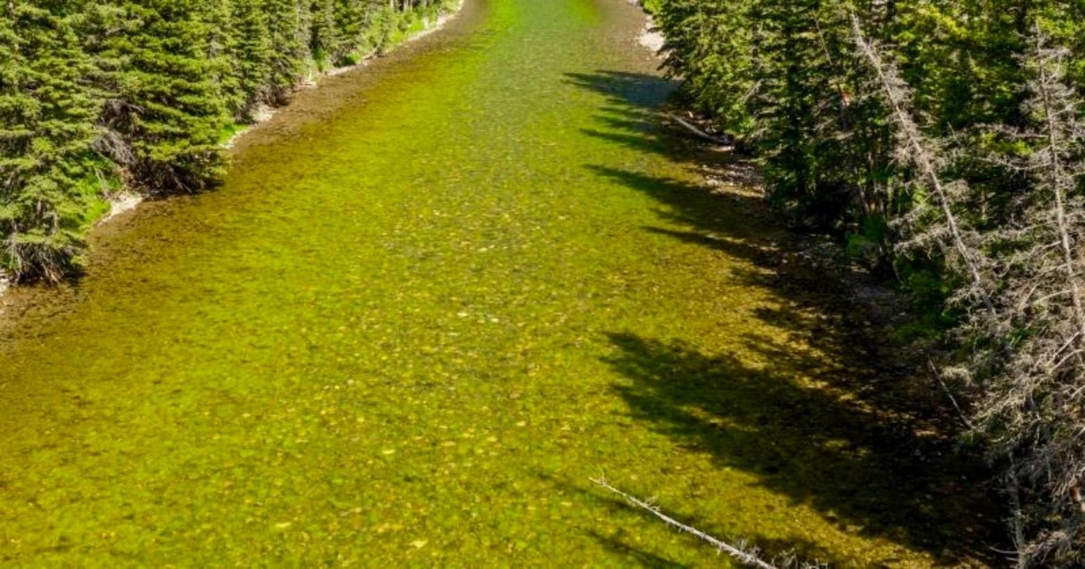 For several summers running, the main Gallatin River downstream from Big Sky, Montana has run not crystal clear but pea green from algae blooms related to nutrients flowing into the river from various kinds of development. Photo courtesy Guy Alsentzer/Upper Missouri Waterkeeper