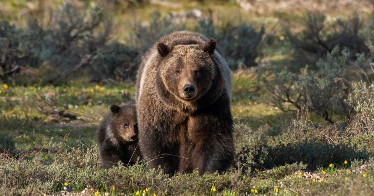 Whimsical Black Bears Mother With Cubs Holding Mama Bear Knows