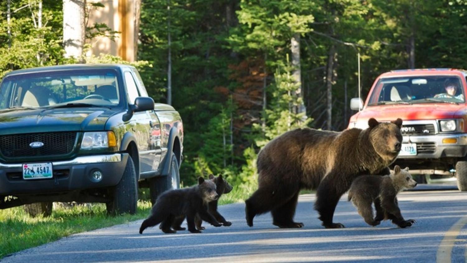 399's legend began shortly after this photograph was taken by Tom Mangelsen in 2007 showing her first set of triplets crossing a busy park highway in Grand Teton National Park. The picture appeared in newspapers around the world. Few knew then that the drama would continue for many years. Photo courtesy Thomas D. Mangelsen (mangelsen.com)