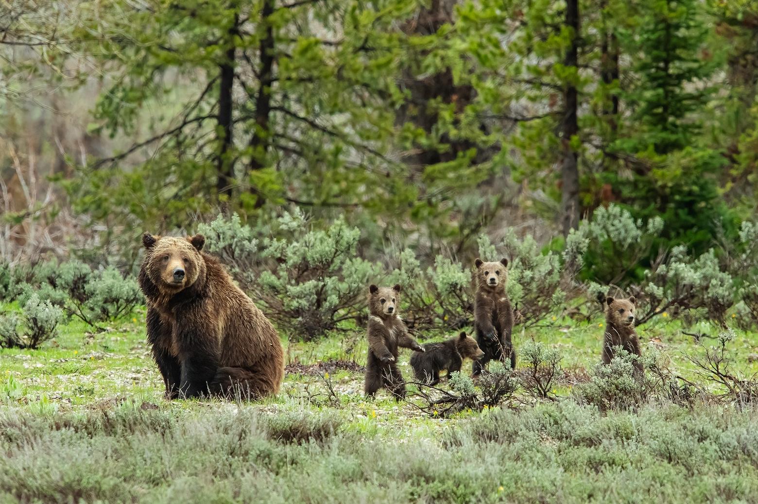 In 2020, 399 astounded her followers around the world when she emerged in spring as fit-looking 24-year-old, with four cubs of the year. Photo by Thomas D. Mangelsen. (mangelsen.com)