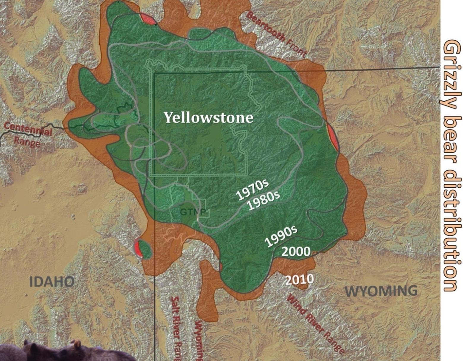 Will intensifying human use patterns of landscape happening on public and private land result in the "de-wilding" of Greater Yellowstone? This map produced by the Interagency Grizzly Bear Committee shows how the grizzly bear population in Greater Yellowstone expanded since bear numbers were at a historic low in the 1970s. This year, however, Frank van Manen, head of the grizzly bear study team, said data shows the population of 900 to 1000 grizzlies is no longer growing and may be contracting as suboptimal habitat does not support a growing population. Dr. Christopher Servheen says development trends are actually shrinking or destroying grizzly habitat once thought secure. 