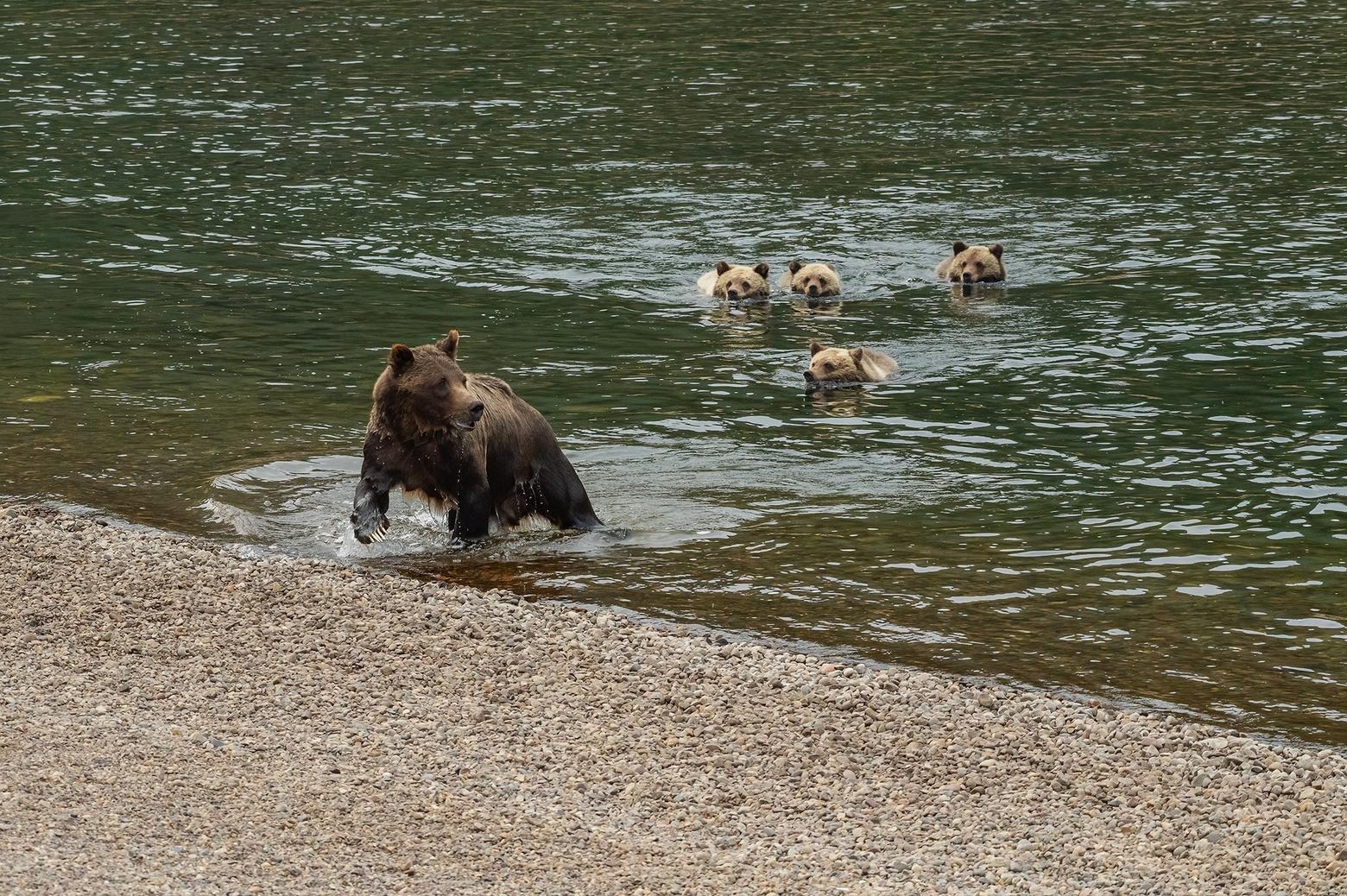 399 and her four cubs complete a swim across the Snake River in 2021. Known for her attentiveness to their safety, 399 has stood at the side of a busy highway with cubs beside her, and looked both ways for oncoming traffic before guiding them across the asphalt. Photo courtesy Thomas D. Mangelsen (mangelsen.com)