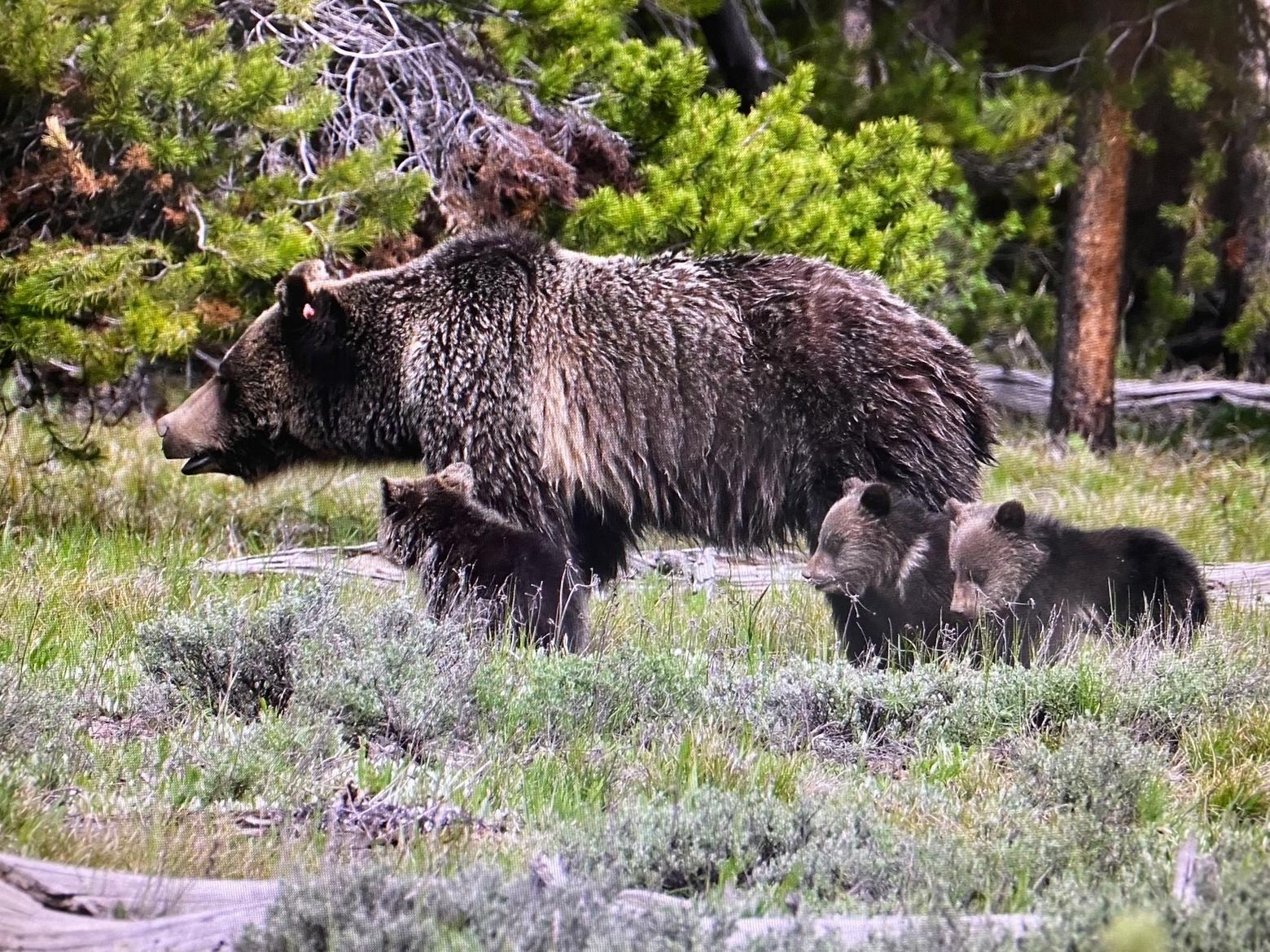The fragility of survival: a photo of the Jackson Hole mother grizzly, nicknamed "Blondie" with her triplet cubs of the year in Grand Teton National Park. This picture of Blondie, no relation to 399, was taken by Sue Cedarholm on the evening of June 11, 2022. The next day, the cubs had disappeared and Blondie was observed frantically searching for them. No one knows that happened. Bear biologists say they might have been killed by a male grizzly. Tom Mangelsen and others believe they may have gotten separated from their mother if Blondie was caught in a culvert trap set by researchers to catch, collar or tag a bear. That scenario was denied by government  officials. Mangelsen has been an outspoken critic of researchers conducting trapping operations in areas known to be inhabited by mother grizzlies and young cubs. Photo courtesy Sue Cedarholm. See her photography and fine art at @suecedarholm on Instagram