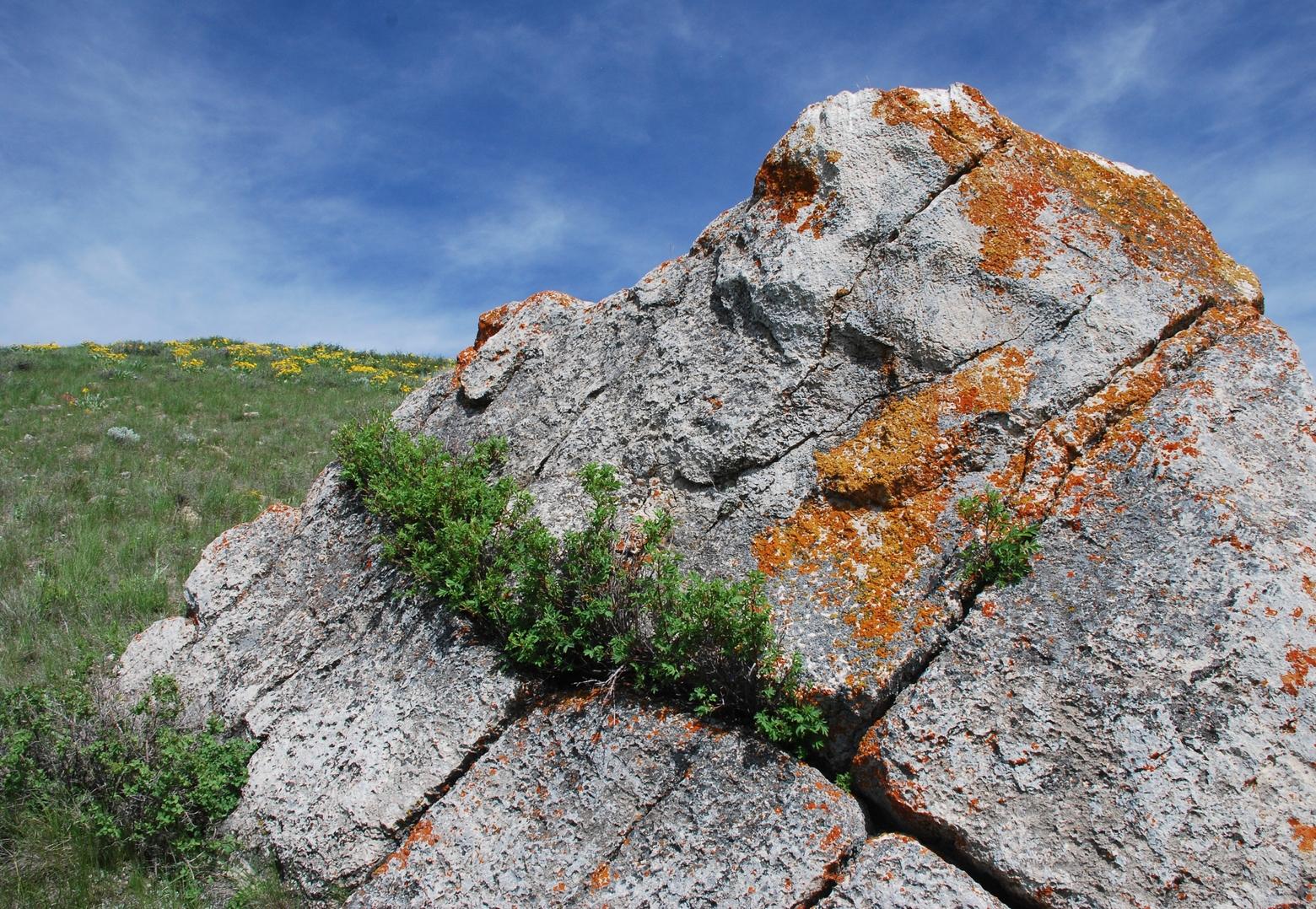 "Wild Rose Rock," an angular block of limestone cleaved by weathering and frost action. Photo by Susan Marsh