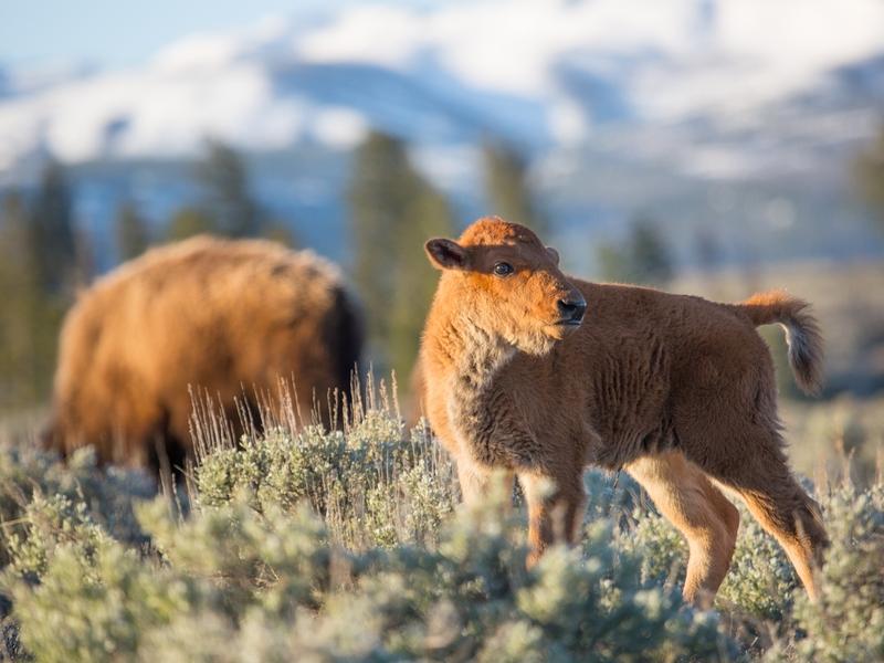 A bison calf at sunrise on Blacktail Deer Plateau in Yellowstone